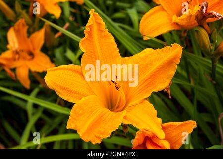 Hemerocallis 'Burning Daylight' eine frühlingsblühende Pflanze, die allgemein als Taglilie bekannt ist Stockfoto