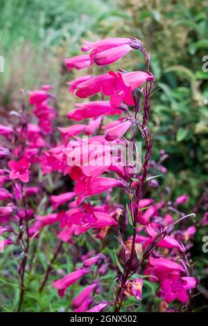 Penstemon 'Andenken an Friedrich Hahn' (Penstemon campanulatus 'Granat') eine rote Frühlings-Sommer-halbimmergrüne Staudenblüte Stockfoto