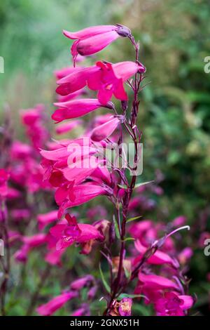 Penstemon 'Andenken an Friedrich Hahn' (Penstemon campanulatus 'Granat') eine rote Sommerhalbimmergrüne Staudenblüte Stockfoto