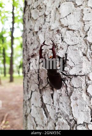 Hirschkäfer (lateinisch Lucanus cervius) ist ein großer Käfer aus der Gattung Lucanus in der Hirschfamilie vor dem Hintergrund eines Birkenstamms. Stockfoto