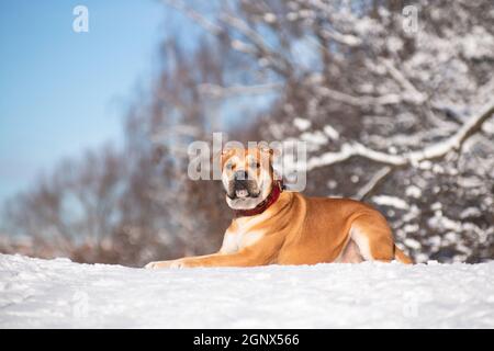 Rothaarige orange große mächtige Hund der Rasse Cadebo, zu Fuß im Winter, lag im Schnee auf einem Hügel auf dem Hintergrund des Holzes Stockfoto