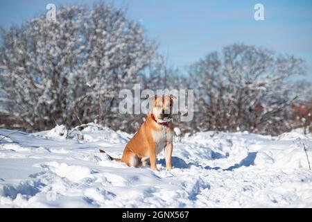 Rothaarige orange großen mächtigen Hund der Rasse Cadebo, Wandern im Winter, saß auf dem Schnee im Hintergrund der Landschaft und verschneiten Bäumen Stockfoto