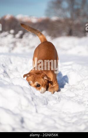 Der rothaarige orange große mächtige Hund einer Rasse von Cadebo, spielend, kauerte zu Boden und versteckte seine Nase im Schnee Stockfoto