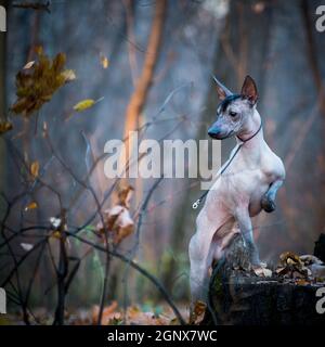 Ein brauner haarloser xolo-Hund (xoloitzcuintle, mexikanischer haarloser Hund) steht im Park im Wind, im Freien, auf einem Stumpf, auf seinen Hinterbeinen. Herbst Stockfoto