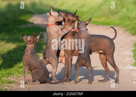 Viele haarlose xolo Rasse Hund (xoloitzcuintle, mexikanische haarlose Hund), Mama und Welpen spielen im Sommer auf einem Hintergrund von grünem Gras im Freien Stockfoto