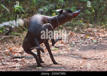 Ein großer brauner haarloser Hund der Xolo-Rasse (Xoloitzcuintle, mexikanischer haarloser Hund), juckt sehr lustig mit seinem Hinterbein und legt sich gegen den Rücken Stockfoto