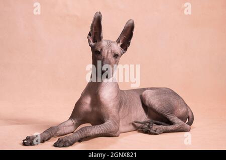 Braun-beige haarloser xolo Hund (xoloitzcuintle, mexikanischer haarloser Hund), liegt wunderschön drinnen auf beigem Hintergrund im Studio Stockfoto