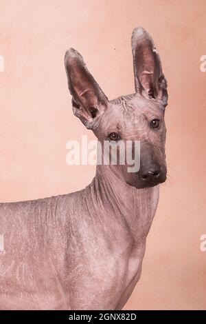 Braun-beige haarloser xolo-Hund (xoloitzcuintle, mexikanischer haarloser Hund), Portrait innen auf beigem Hintergrund im Studio Stockfoto