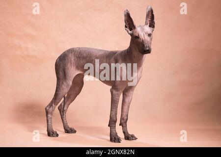 Braun-beige haarloser xolo Hund (xoloitzcuintle, mexikanischer haarloser Hund), steht wunderschön drinnen auf beigem Hintergrund im Studio Stockfoto