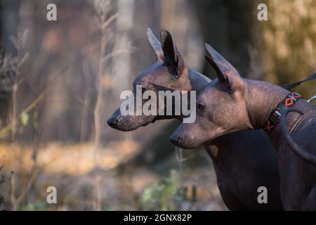 Zwei große braune haarlose xolo-Hunde (Xoloitzcuintle, mexikanischer haarloser Hund), Doppelportrait im Profil vor dem Hintergrund eines Herbstwaldes im Freien Stockfoto