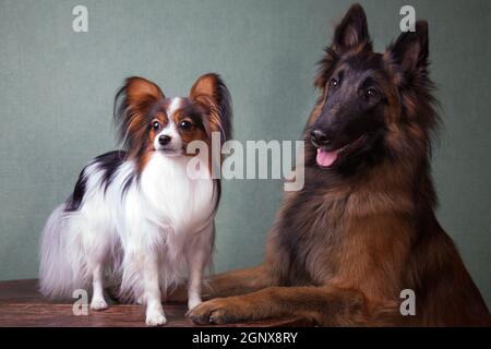 Ein ausgebildeter, großer Hund der Tervuren Rasse neben einem kleinen Hund der Papillon Rasse an einem Tisch drinnen auf grünem Hintergrund Stockfoto