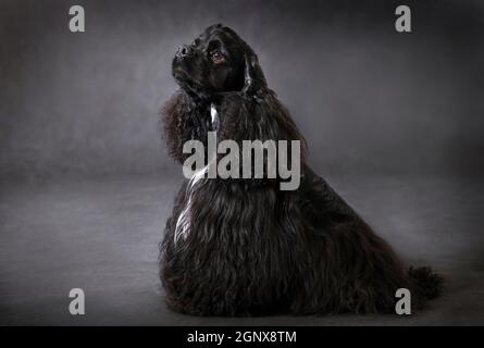 Porträt eines schwarzen Hundes American Cocker Spaniel Rasse auf Ein schwarzer Hintergrund im Studio Stockfoto