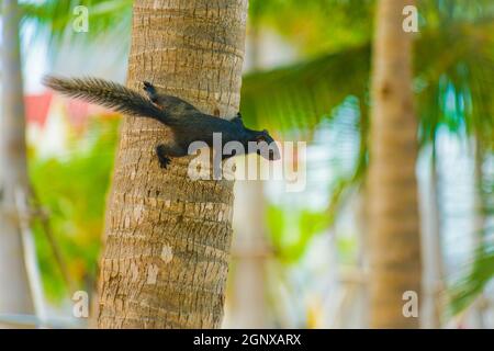 Pattaya Beach niedlichen Eichhörnchen (Thailand). Drehort: Königreich Thailand Stockfoto