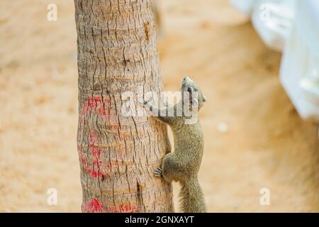 Pattaya Beach niedlichen Eichhörnchen (Thailand). Drehort: Königreich Thailand Stockfoto