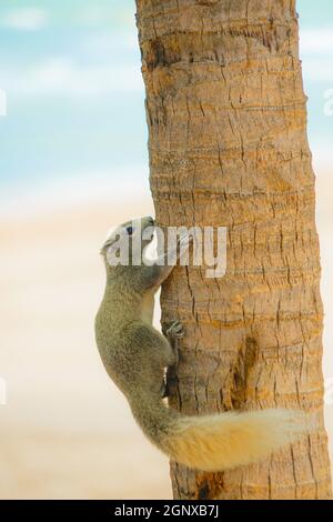 Pattaya Beach niedlichen Eichhörnchen (Thailand). Drehort: Königreich Thailand Stockfoto