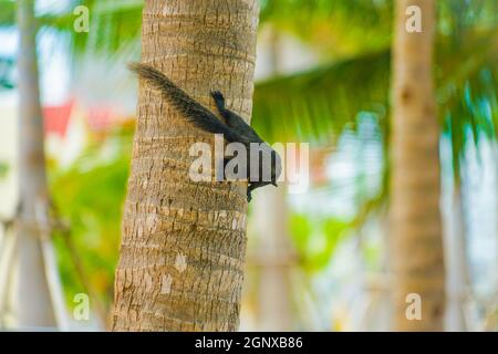 Pattaya Beach niedlichen Eichhörnchen (Thailand). Drehort: Königreich Thailand Stockfoto