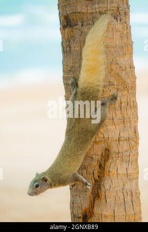 Pattaya Beach niedlichen Eichhörnchen (Thailand). Drehort: Königreich Thailand Stockfoto