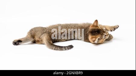 Kätzchen golden getickt britische Chinchilla gerade auf weißem Hintergrund. Die Katze lügt Stockfoto