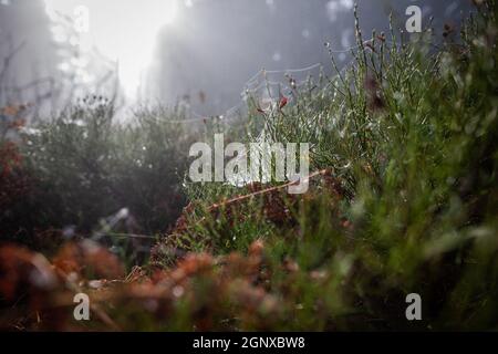 Wassertropfen auf Waldpflanzen und Spinnweben mit Himmel und Bäumen im Hintergrund Nahaufnahme | Tau Tropfen auf Pflanzen mit Spinnennetz bedeckt Stockfoto