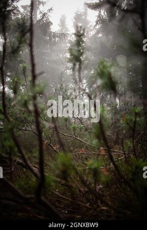 Nadelbaumzweige im dichten Nebel schließen sich mit Bäumen und Himmel im Hintergrund an | dichter Nebel im Nadelwald bei kaltem nebligen Wetter Stockfoto