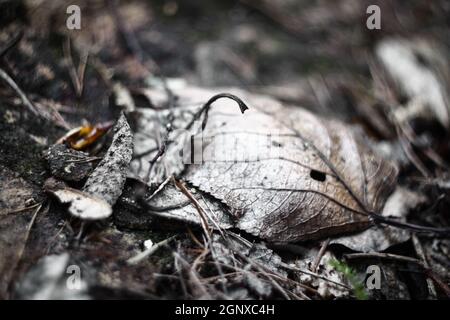 Grau gefallene Herbstblätter auf dem Boden close up | Makroansicht von tot gefallenen Herbstblättern auf dem Boden mit verschwommenem Hintergrund Stockfoto