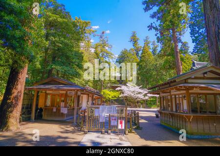 Engakuji der vollen Blüte des Kirschbaumes (Kamakura, Präfektur Kanagawa). Aufnahmeort: Kamakura, Präfektur Kanagawa Stockfoto