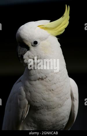 Schwefel Crested Cockatoo (Cacatua galerita) Vorderseite Portraitansicht auf dunklem Hintergrund. Stockfoto