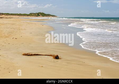 Meeresalgen an Land gewaschen am Whites Beach - Torquay, Victoria, Australien Stockfoto