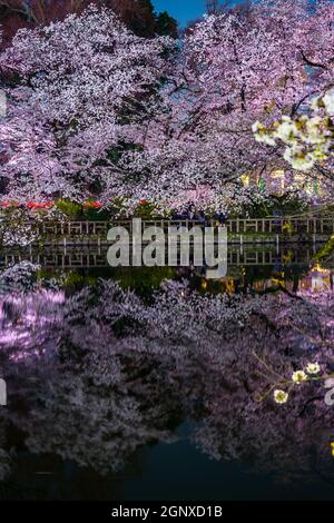 Kirschblüten im Inokashira Park (Inokashira Park). Drehort: Musashino-shi, Tokio Stockfoto