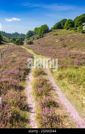 Wanderweg mit blühender Heide durch den Rebild Bakker Nationalpark, Dänemark Stockfoto