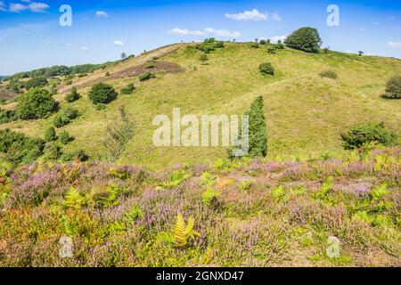 Herbstfarben in den Hügeln des Rebild Bakker National Park, Dänemark Stockfoto