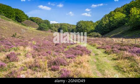 Panorama eines Wanderwegs mit blühender Heide durch den Rebild Bakker Nationalpark, Dänemark Stockfoto