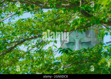 Frühsommer des Großen Buddha von Kamakura, der in frisches Grün gehüllt war. Aufnahmeort: Kamakura, Präfektur Kanagawa Stockfoto