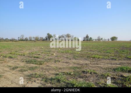 Ein verlassenes Gebiet der Wassermelonen und Honigmelonen. Faule Wassermelonen. Reste der Ernte von Melonen. Verrottendem Gemüse auf dem Feld Stockfoto