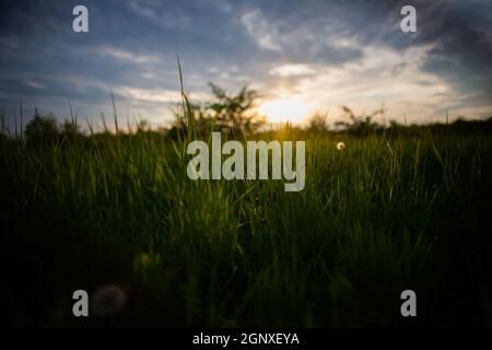 Sonnenuntergang über der Wiese Bodenhöhe aus der Nähe | Sonne geht über dem grünen Grasfeld mit blauem, heiterem Himmel und wenigen weißen Wolken nach unten Stockfoto