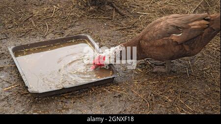 Die Moschus-Ente. Die Wartung von Moschus Enten in einem Haushalt. Stockfoto