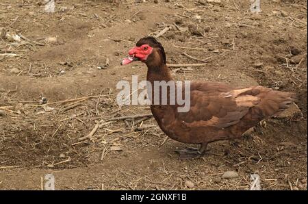 Die Moschus-Ente. Die Wartung von Moschus Enten in einem Haushalt. Stockfoto