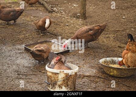 Die Moschus-Ente. Die Wartung von Moschus Enten in einem Haushalt. Stockfoto