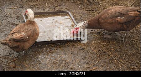 Die Moschus-Ente. Die Wartung von Moschus Enten in einem Haushalt. Stockfoto