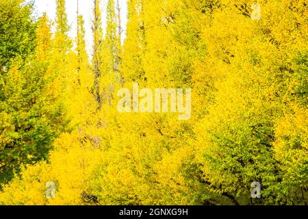 Ginkgo Schrein äußeren Garten Ginkgo Reihe von Bäumen. Aufnahmeort: Metropolregion Tokio Stockfoto