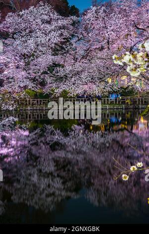 Kirschblüten im Inokashira Park (Inokashira Park). Drehort: Musashino-shi, Tokio Stockfoto