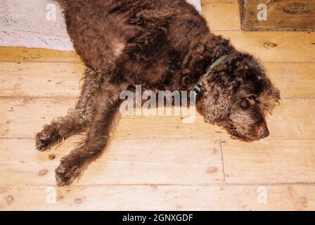 Labradoodle Dog Sleeping, Hampshire, England, Vereinigtes Königreich. Stockfoto