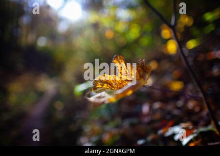 Makro-Foto des Herbstes golden orange Blatt mit Spinnweben Fäden auf einem Zweig von einem Licht im Wald auf schönen bunten Bokeh Hintergrund beleuchtet Stockfoto