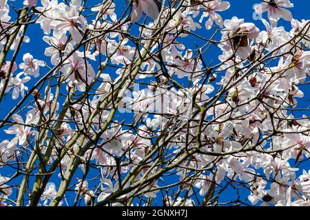 Weiße rosa Magnolie blüht blühend auf einem Frühlingsbaum Zweig in der Frühlingssaison mit einem blauen Himmel, der Ist allgemein bekannt als Weidenblatt Magnol Stockfoto