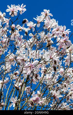 Weiß rosa Magnolia salicifolia blühen in Blüte auf einem Frühling Baumzweig in der Frühlingssaison mit einem blauen Himmel Die allgemein als Willow L bekannt ist Stockfoto