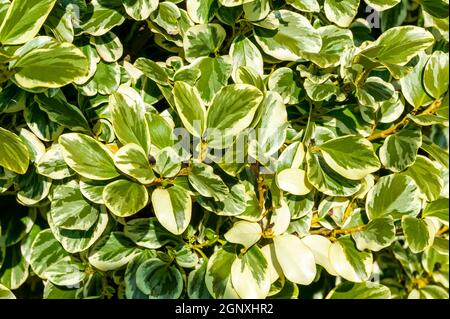 Griselinia littoralis 'Variegata' ein immergrüner Strauch, der oft zur Herstellung einer Hecke verwendet wird und allgemein als New Zealand Privet bekannt ist Stockfoto