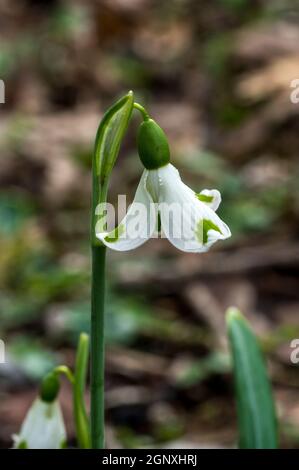 Schneeglöckchen (Galanthus plicatus) 'Trym' eine winterfrühlingsblühende Pflanze mit einem weißen Grün Frühlingsblume, die im Januar und Februar Stock ph öffnet Stockfoto