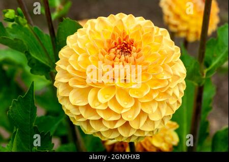 Dahlia 'Blyton weicher Glanz' eine gelb orange Sommer Pompom Blume Knolle Pflanze, Stock Foto Bild Stockfoto