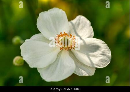 Anemone x Hybrida 'Honorine Jobert' eine weiße krautige mehrjährige Sommer Herbst Blume Pflanze allgemein bekannt als japanische Anemone, Stock Foto Bild Stockfoto