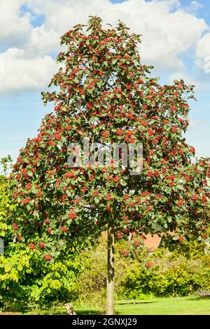 Sorbus hybrida 'Gibbsii' ein Berg Esche Eberesche Baum mit roten Farbe Beeren im Herbst, Stock Foto Bild Stockfoto